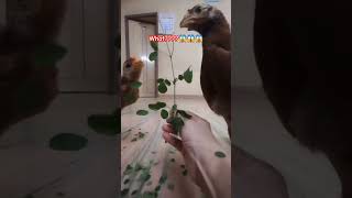 Feed green leaves to chicken is healthier chickenfeeding chicken youtube shortvideo shorts [upl. by Yroj]