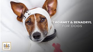 Tagamet and Benadryl for Dogs  Nancy Reese DVM MPVM PhD Deep Dive [upl. by Imnubulo]