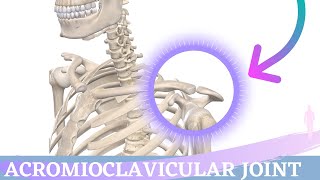 Acromioclavicular Joint Movement  Shoulder Anatomy amp Kinesiology [upl. by Enad]