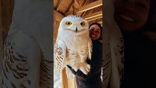 Huge Majestic Snowy Owl Swoops In 🦉 snowyowl owl shorts birds animals [upl. by Zwart666]