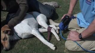 How to Hobble a Dog and Use quotWolf Quick Muzzlequot [upl. by Odnavres]