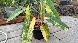 ยกยอดก้านส้มด่าง philodendron billietiae variegated [upl. by Omle]