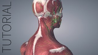 Getting Started with Essential Anatomy 5 [upl. by Charmaine627]