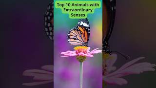 Top 10 Animals with Extraordinary Senses [upl. by Ahsiadal]