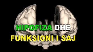 HIPOFIZA DHE FUNKSIONI I SAJ  SISTEMI ENDOKRIN 3D [upl. by Boy]