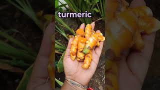 Turmeric pasupu gardening karkumin pasupu flower organicfarming agriculture trending viral👍 [upl. by Einoj]