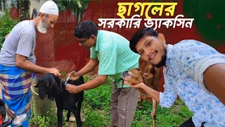 এলাকায় ঘুরে ঘুরে ছাগলদের সরকারী ভ্যাকসিন দেয়া হচ্ছে [upl. by Niuqauj]