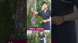 POHON LABAN Vitex pubescens DI HUTAN ALAM [upl. by Lyrem]