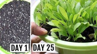 How to Grow Gaillardia from Seeds with UPDATES [upl. by Neelrihs695]