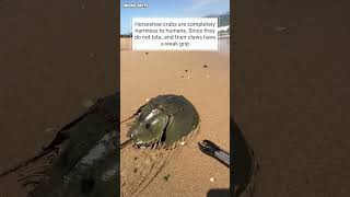 Horseshoe crab microfacts [upl. by Strenta]