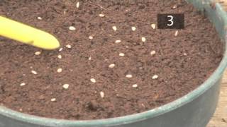 How To Plant Seeds In Pots  Gardening Ideas Tips amp Advice  Homebase [upl. by Harat]