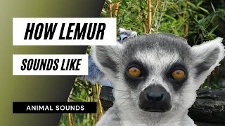 How Lemur Sounds Like  the animal sounds lemur sounds like  sound effect  animation [upl. by Siubhan]