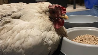 Chicken Has Water Belly  We Drained the Fluid to Hopefully Save Her Life [upl. by Westmoreland]