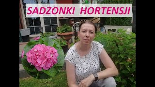 Jak rozmnażać hortensje ogrodowe i bukietowe   Bardzo łatwa produkcja sadzonek [upl. by Rachelle]