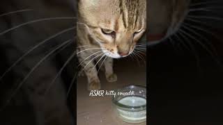 ASMR cat sounds asmr [upl. by Magen7]