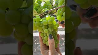 Colhendo estas lindas uvas shorts vindima vinicolagoes saoroque [upl. by Notyard]