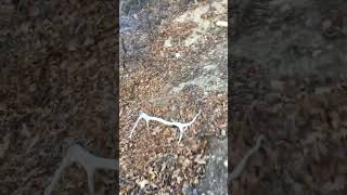 Wards whitetailsfirst shed of the year  shed hunting  hunting antlers outdoor [upl. by Eveivenej]