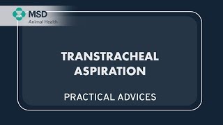 Transtracheal aspiration practical advices EN [upl. by Adnohsel]