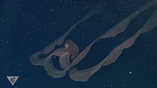 Ghostly critters from the deep sea Stygiomedusa gigantea [upl. by Auqcinahs]