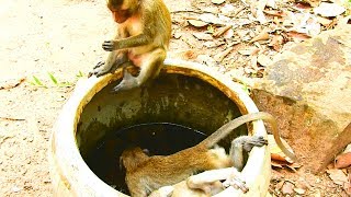 OMG two monkeys fall into huge jarJulina Monkey [upl. by Nye895]