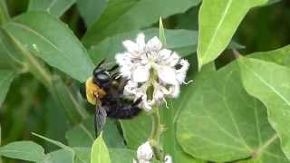 Carpenter Bee Male on Metaplexis クマバチ♂がガガイモを訪花吸蜜 [upl. by Eilitan805]