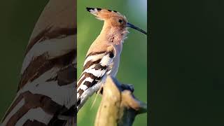 Encountering the Hoopoe Natures Scented Guardian HoopoeBird WildlifePhotography BirdWatching [upl. by Erida]