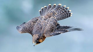 Top 10 Different Types of Falcons [upl. by Gruber547]