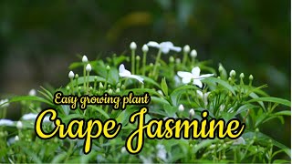 how to propagate Crape jasmine  Tabernaemontana pinwheel flowers  Garden Flowers [upl. by Mcgannon415]