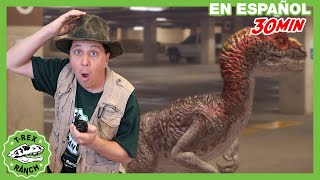 TRex Enorme y Dinosaurios con Ranger Aaron  30 min de videos de dinosaurios para niños [upl. by Eatnoled]