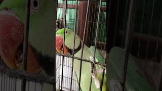 Parrot Charming  After a month Breeding season start in my mini zoo 😍 petsvlog [upl. by Davida]