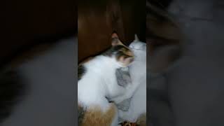 Video kucing dulu hadir kembali meriah dengan jedag jedugbaru dimas sebutsajadimas cat [upl. by Hey294]