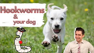 Hookworms in your dog Dr Dan How your dog gets worms symptoms diagnosis and treatment [upl. by Leseil]