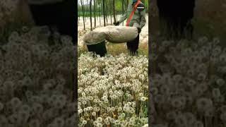 Hardworking farmers harvesting dandelion with creative tool [upl. by Niaz]