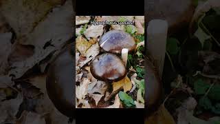 Hygrophorus camarophyllus Arched Wood Wax czech fungi forest nature mushroom fungilove [upl. by Cody51]