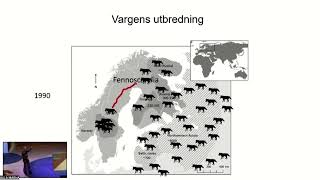 Den svenska vargstammen – hur farligt är det med inavel [upl. by Pressey]