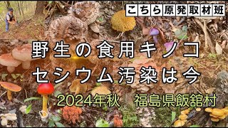 野生キノコのセシウム汚染の実態調査 2024年秋 福島県飯舘村 [upl. by Sandi414]