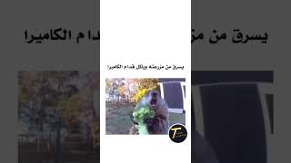 والله نذل😂اشتركبلقناةوفعلوالجرس شعر ستوريات دويتو [upl. by Reuben]