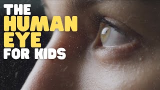 The Human Eye for Kids  Learn why and how eyes allow us to see [upl. by Wun743]