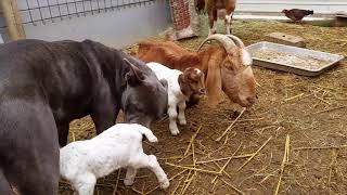 Goat drinking milk from dog [upl. by Notnarb]