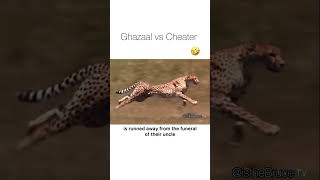 GAZAL VS CHEATER 😎😎 [upl. by Anahc]