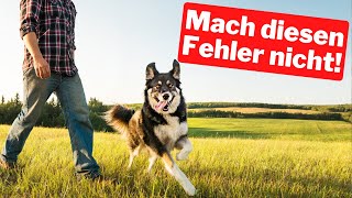 Mach diesen Fehler nicht bei deinem Hund So wirst du die Kommunikation mit deinem Hund verbessern [upl. by Steven979]