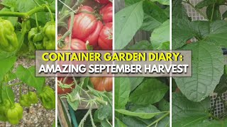 Epic September Harvest Massive Bumper Crop from Our Container Garden [upl. by Cyndia566]