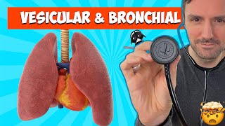 Lung sounds for beginners Vesicular and Bronchial breath sounds lungsounds [upl. by Unni]