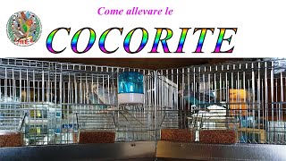 Come allevare CoCoRiTe ondulati di colore [upl. by Buderus681]