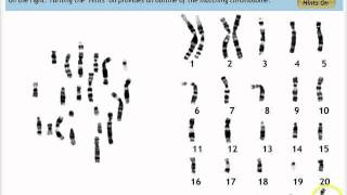 Make a Karyotype [upl. by Serena]