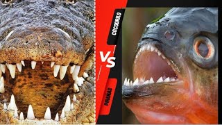 Pirañas vs Cocodrilo 🐟🐊 [upl. by Ecnarret572]