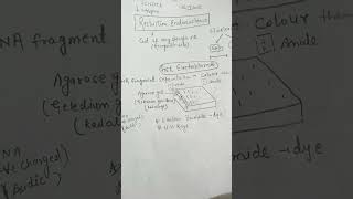 Gel electrophoresis biotechnology class12th [upl. by Gnirps171]