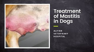 Treatment of mastitis in dogs  Aliyan Veterinary Hospital [upl. by Carlton]