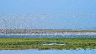 RSPB Snettisham Norfolk Wader Spectacular 4 Sept 2023 [upl. by Emelita]