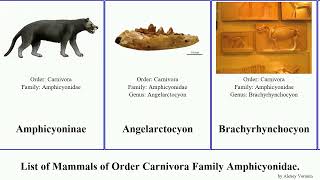 List of Mammals of Order Carnivora Family Amphicyonidae major familyamphicyonidae Staf Magericyon [upl. by Cookie]